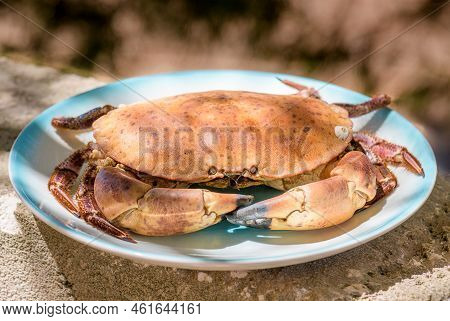 Fresh Raw Edible Brown Sea Crab Also Known As Cancer Pagurus By Mediterranean Sea On Blue Plate On C