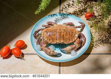 Fresh Raw Edible Brown Sea Crab Also Known As Cancer Pagurus By Mediterranean Sea On Blue Plate With