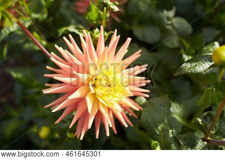 Close Up Of Red And White Asteraceae Dahlia \