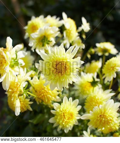 Close Up Of Yellow Asteraceae Dahlia \\\