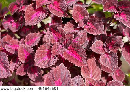 Flowers Of Coleus Reddish Or Purple Leaves. Known As Plectranthus Scutellarioides, Coleus Blumei And
