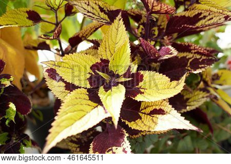 Flowers Of Coleus Reddish Or Purple Leaves. Known As Plectranthus Scutellarioides, Coleus Blumei And