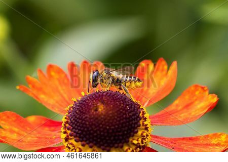A Macro Portrait Of A Honey Bee Sitting On A Helenium Moerheim Or Mariachi Flower Collecting Pollen 
