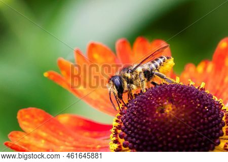 A Close Macro Portrait Of A Honey Bee Sitting On A Red Helenium Moerheim Or Mariachi Flower Collecti