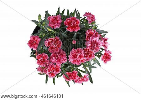Top View Of Pink Dianthus Flowers On White Background