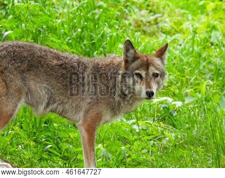 Coyote At Parc Omega In Montreal, Canada