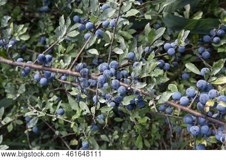 Prunus Spinosa Berries In The Summer. Blackthorn Or Sloe Bluish Fruits Growing On The Tree.