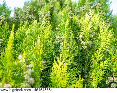 Background From Coniferous Leaves. Cypress Cones. Cypress Needles. Beautiful Natural Background. Pin