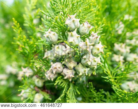 Background From Coniferous Leaves. Cypress Cones. Cypress Needles. Beautiful Natural Background. Pin