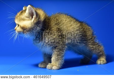 Small Kitten Of The British Chinchilla Breed On Blue Background. Little Baby Cat Lick. Babycat With