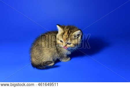 Small Kitten Of The British Chinchilla Breed On Blue Background. Little Baby Cat Lick. Babycat With