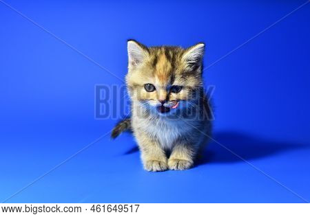 Small Kitten Of The British Chinchilla Breed On Blue Background. Little Baby Cat Lick. Babycat With