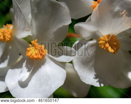 Macro Photography Of A Bunch Of Uripe Viburnum Triphyllum Berries, Captured In A Forest Near The Col