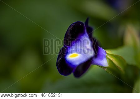 Torenia Fournieri Linden. Ex Fourn - Photographed In Changchun, China
