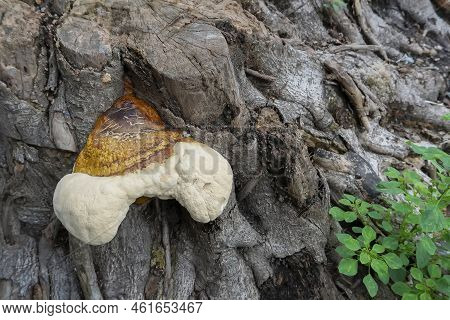 Polyporous Fungus, A Common Fungus On Old Tree Trunk. Howrah, West Bengal, India.