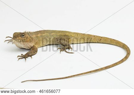 The Oriental Garden Lizard Calotes Versicolor Isolated On White Background