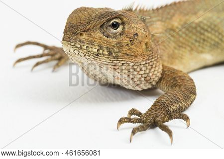 The Oriental Garden Lizard Calotes Versicolor Isolated On White Background