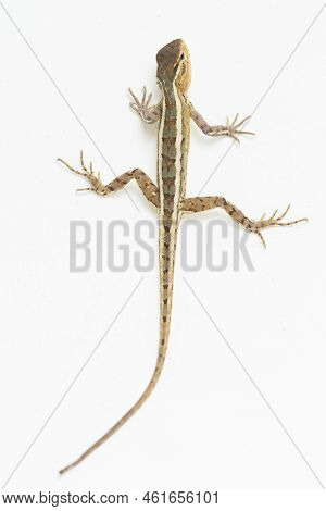 The Oriental Garden Lizard Calotes Versicolor Isolated On White Background