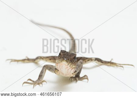 The Oriental Garden Lizard Calotes Versicolor Isolated On White Background
