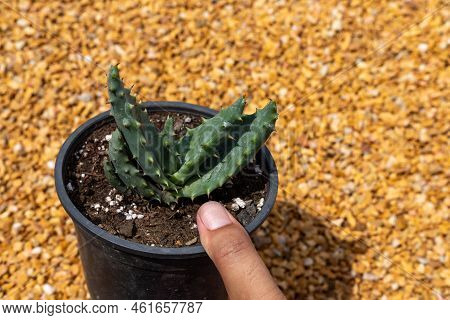 Aloe Aculeata Succulent Plant In A Plastic Pot
