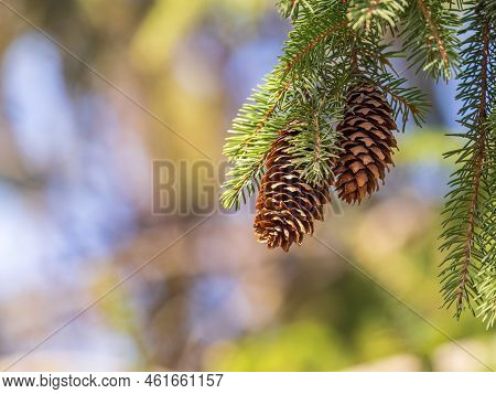 Green Spruce Branches With Needles And Cones In Winter. Many Cones On Spruce.