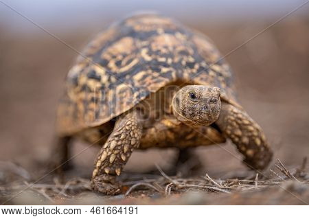 Leopard Tortoise Walks Through Grass Towards Camera
