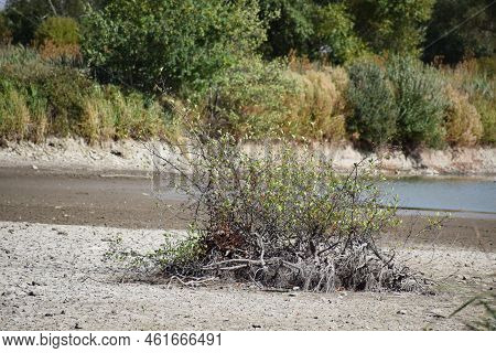Dry Lake With Some Dead Wood On The Cracked Ground