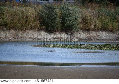 Tiny Waterhole With Herons Gathering In The Last Water