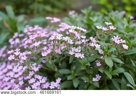Flowering Rock Soapwort, Saponaria Ocymoides. Saponaire De Montpellier - Perennial Flowers.