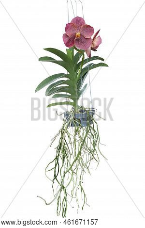 Red Orchid Vanda Flower Bloom And Hanging In Black Plastic Pot In The Garden Isolated On White Backg