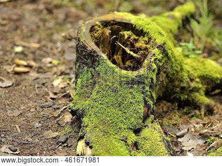 Green Moss On Old Rotten Stump In Swedish Forest