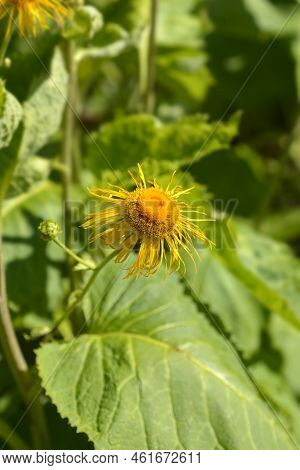 Hartleaf Oxeye Yellow Flowers In The Garden