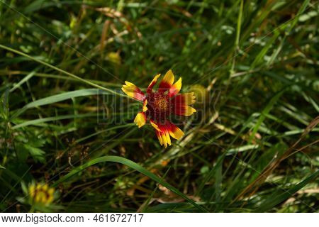 Coreopsis. Coreopsis In The Autumn. Grass. Weadow.
