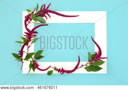 Amaranthus Plant And Flower Seeds Abstract Background Border. Health Food Highly Nutiritous, Gluten 