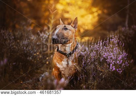 Cute Ginger Bull Terrier Is Sitting Among The Beautiful Pink Heather Flowers In The Autumn Forest, I