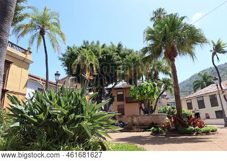 Icod De Los Vinos, Tenerife, Canary Islands, Spain, September 17, 2022: Tropical Plants In The Const