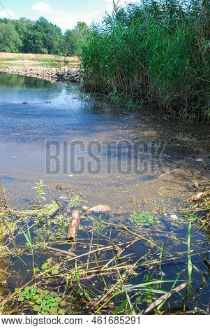A Dead Fish Floats In A Polluted River. Poisoned Dirty Water.  Ecological Disaster 2022, River Odra 