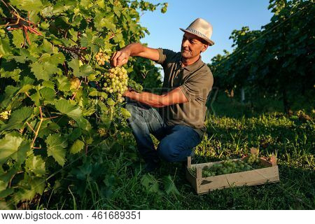 Front View Vineyard Male Farm Worker Picks Bunches Grape From Vine Carefully Attentively Stack In A 