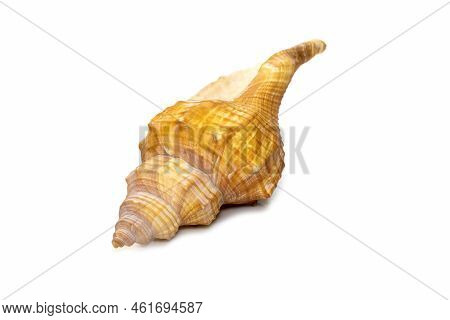 Image Of Trapezium Horse Conch / Striped Fox Conch Seashell (pleuroploca Trapezium) Isolated On Whit