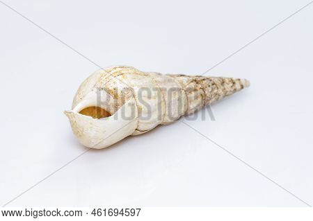 Image Of Rhinoclavis Aspera Is A Species Of Sea Snail, A Marine Gastropod Mollusk In The Family Ceri