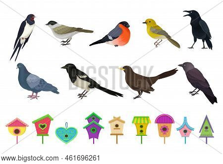 Different Feathered Birds And Nesting Box Or Birdhouse Big Vector Set