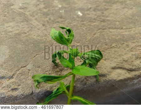 A Bhringaraj False Daisy Kesharaj Trailing Eclipta Bhangariya White Flower Plant