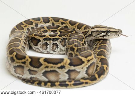 Snake Burmese Python, Python Molurus Bivittatus, Isolated On White Background