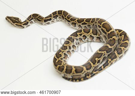 Snake Burmese Python, Python Molurus Bivittatus, Isolated On White Background