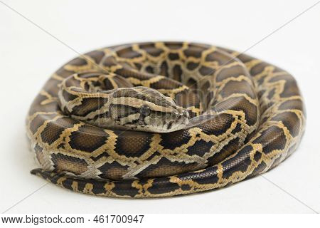 Snake Burmese Python, Python Molurus Bivittatus, Isolated On White Background