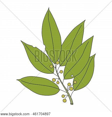 Laurel Branch In Cartoon Style. Vector Illustration Of Culinary Herb Isolated On White Background. S