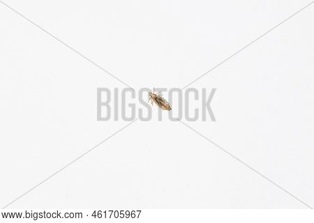 A Human Louse On A White Background