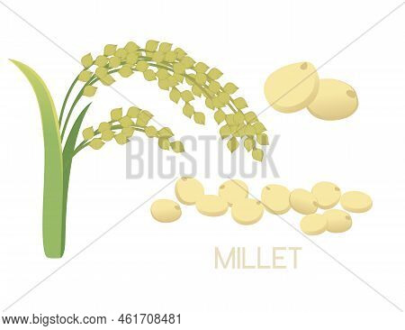 Millet Agriculture Plant With Ears Grain Vector Illustration Isolated On White Background