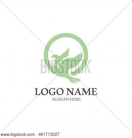 Dove Bird Logo Vector Design