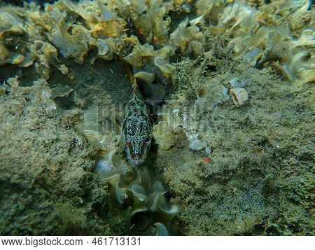 Painted Comber (serranus Scriba) Undersea, Aegean Sea, Greece, Halkidiki